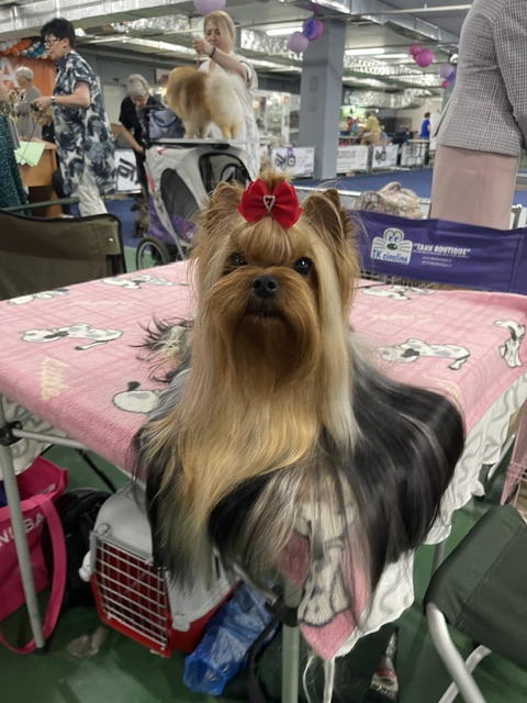 Star Queen STAR QUEEN BEATRICE &mdash; Labaza DogPedigree YorkshireTerrier